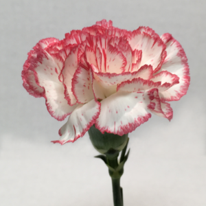 Select Carnations