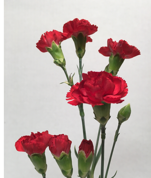 Red Mini Carnation – Hundley’s Greenhouses